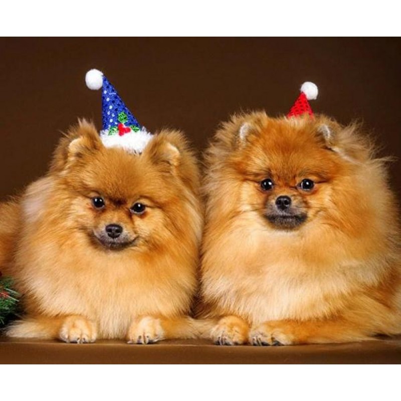 Happy Dogs on Christ...