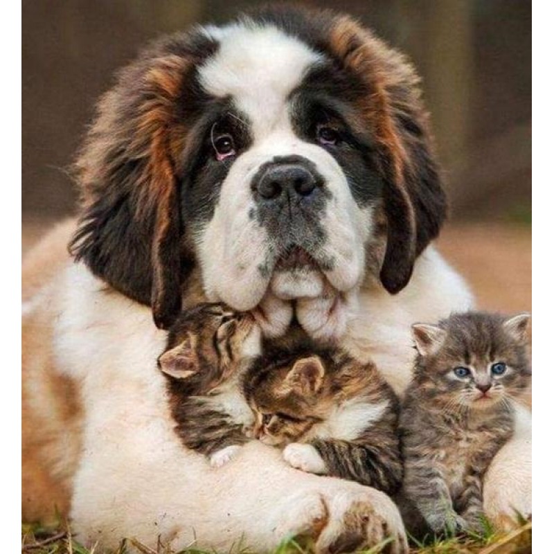 Dog with Three Kitte...