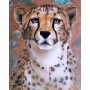 Copper Flash Cheetah