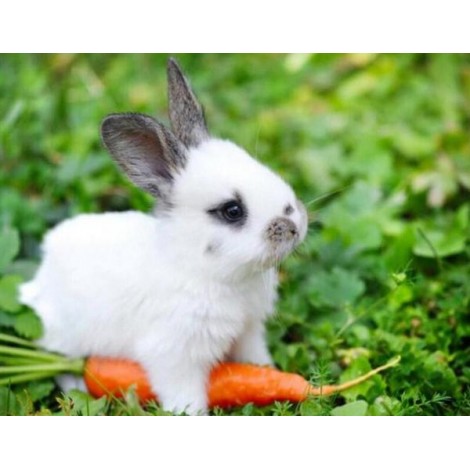 Cute White Baby Rabbit