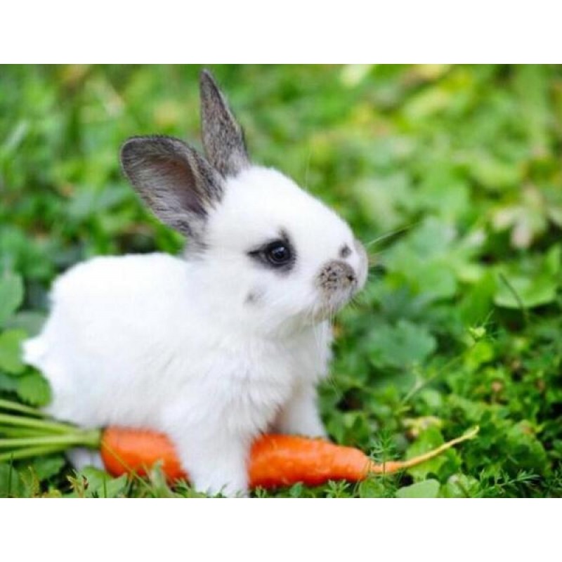 Cute White Baby Rabb...