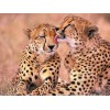 Cheetah Pair in Love