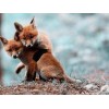 Fox Cubs Playing