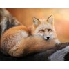 Gazing Fox - Paint by Diamonds