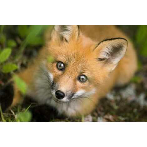 Adorable Fox - Paint by Diamonds