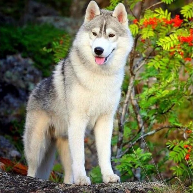 Siberian Husky - Pai...