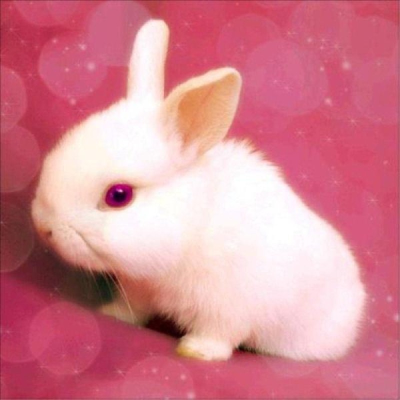 Pink Bunny - Diamond...