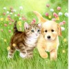 Kitten & Puppy in Garden