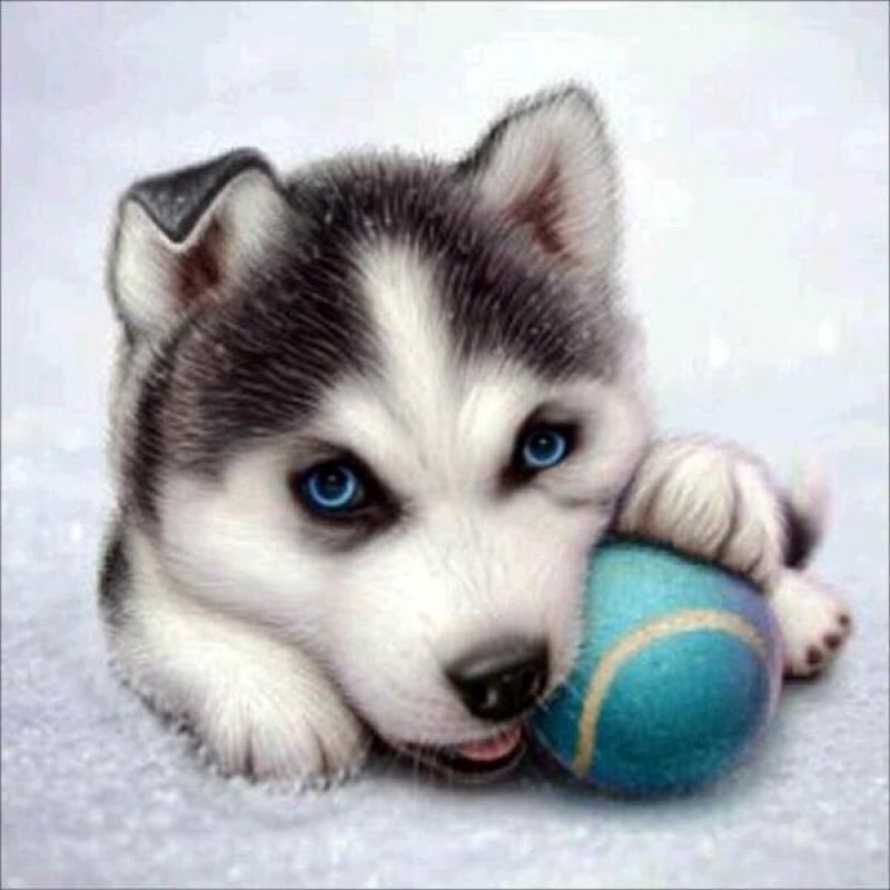 Husky Puppy - Paint ...