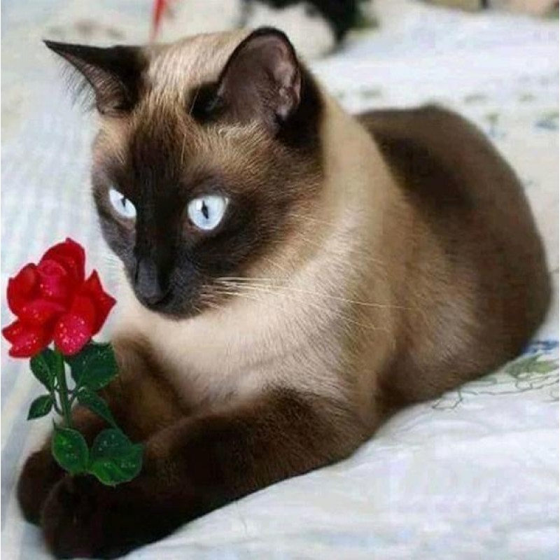 Cat with Red Rose