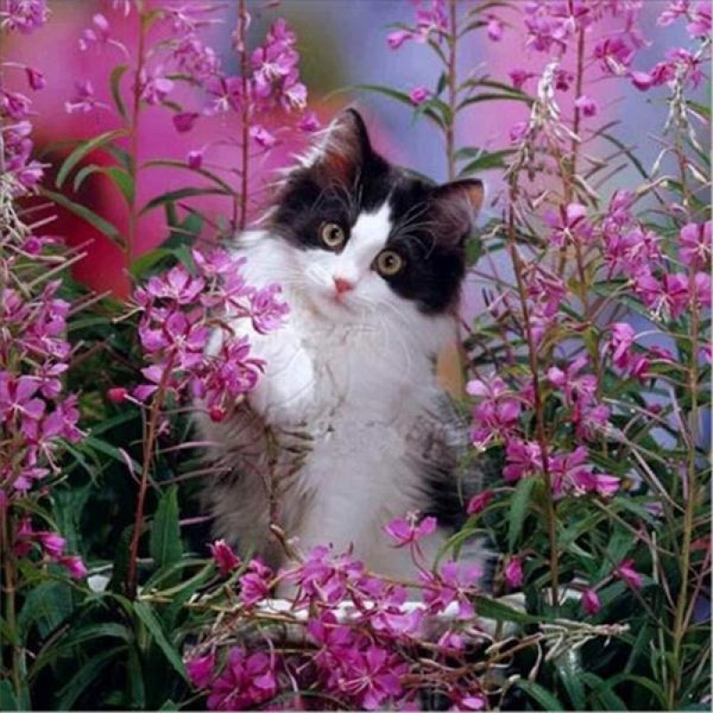 Cat Playing in Flowe...