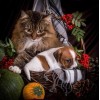 Cat & Cute Puppy