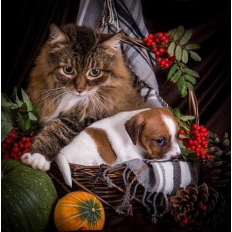 Cat & Cute Puppy