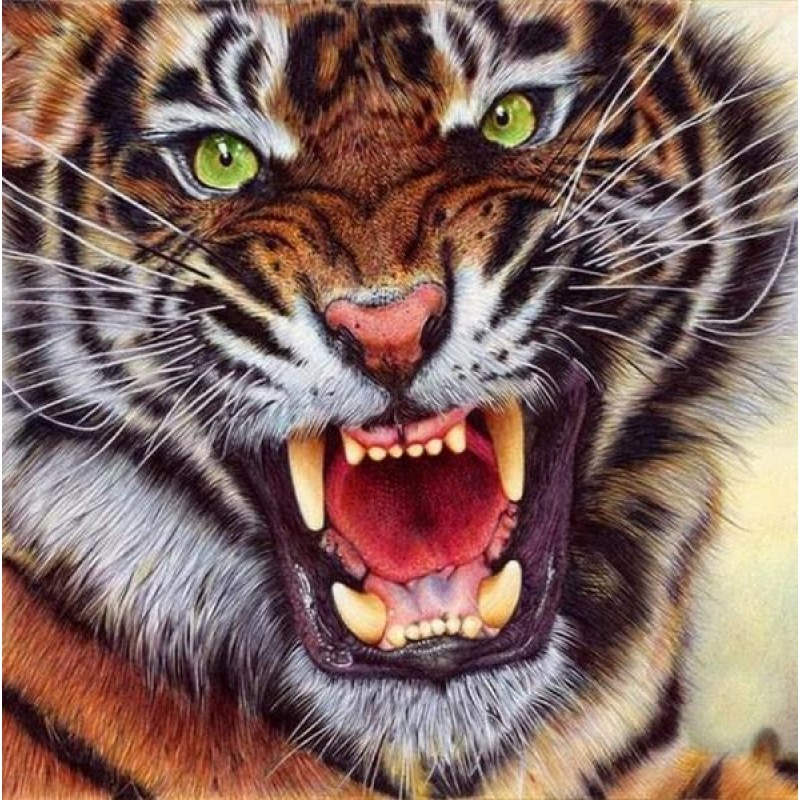 Angry Tiger - Paint ...
