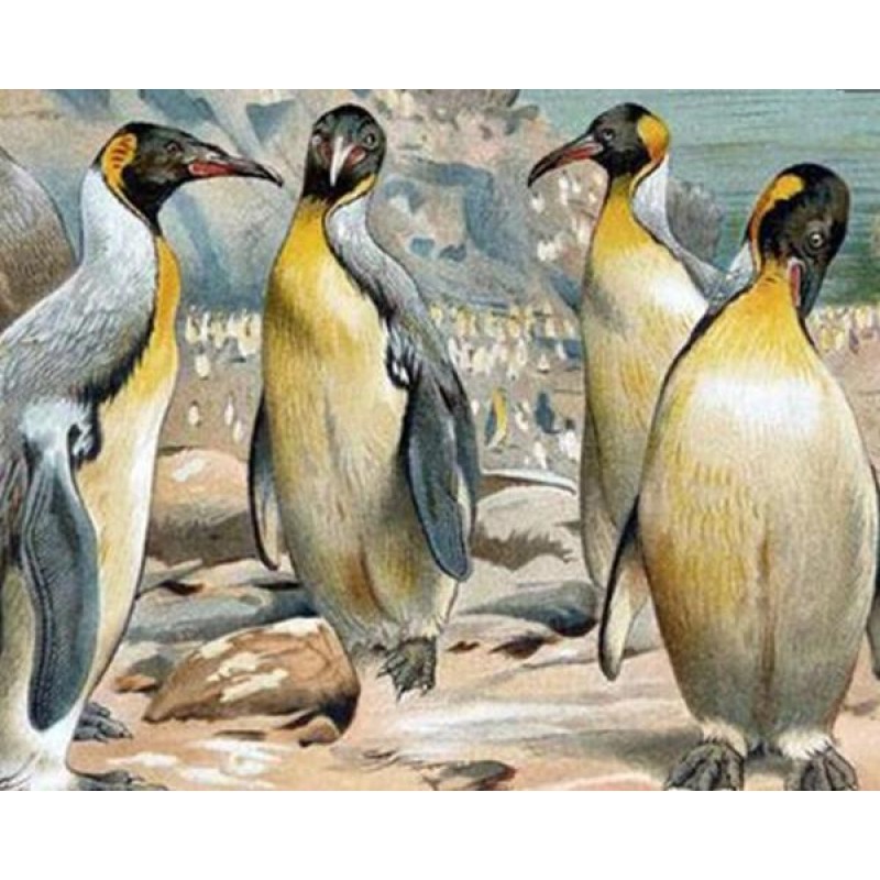 Beautiful Penguins -...