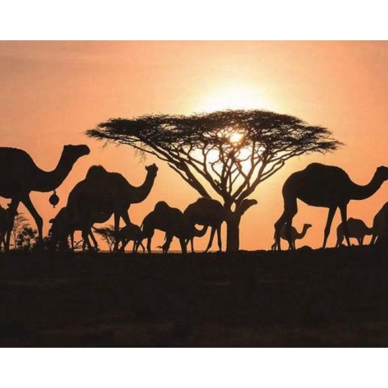 Arabian Camels - Pai...