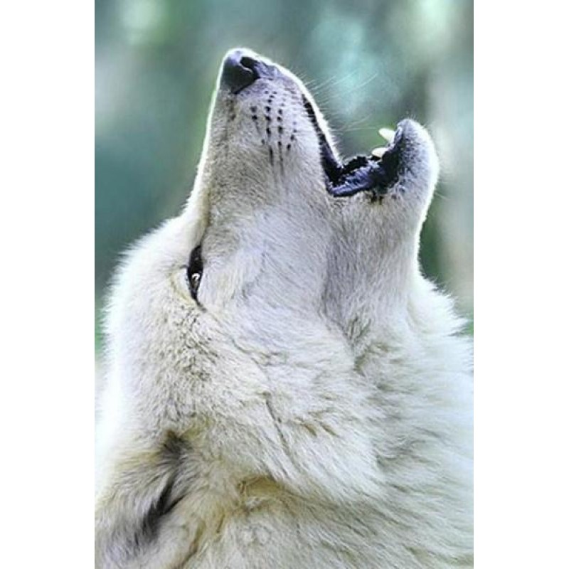 White Wolf Howling D...