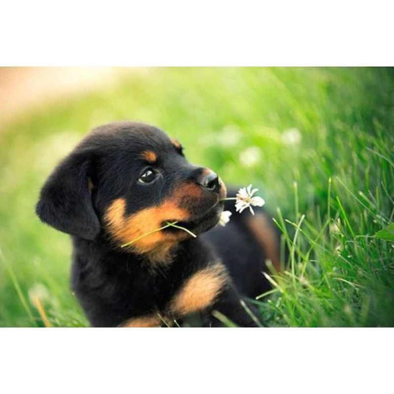 Cute Rottweiler Pupp...