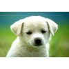 Charming Puppy - Paint by Diamonds