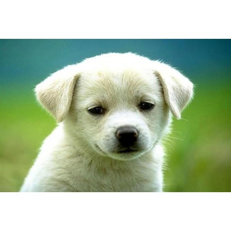 Charming Puppy - Paint by Diamonds