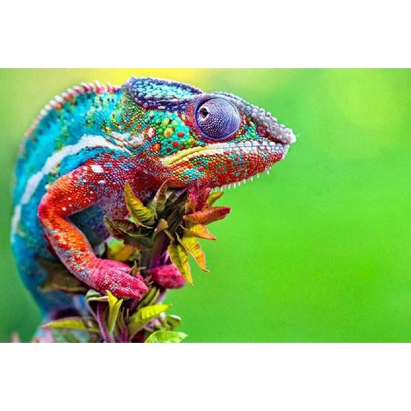 Amazing Chameleon - ...
