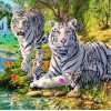White Tigers & Their Cubs