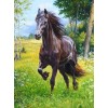 Horse Running in the Meadows