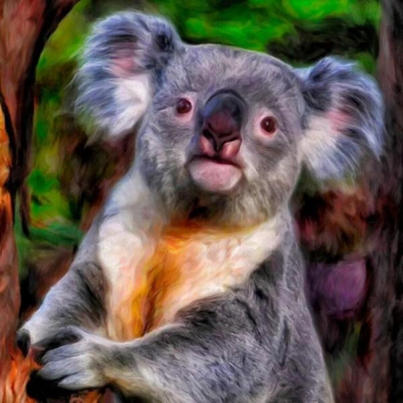 Cute Baby Koala - Pa...