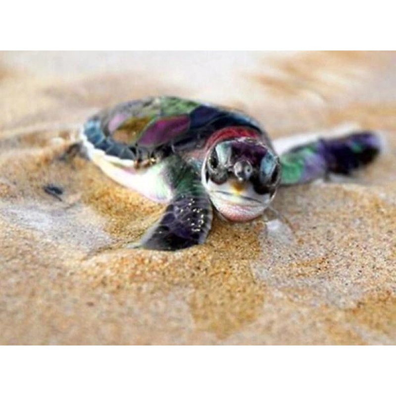 Baby Turtle - Paint ...