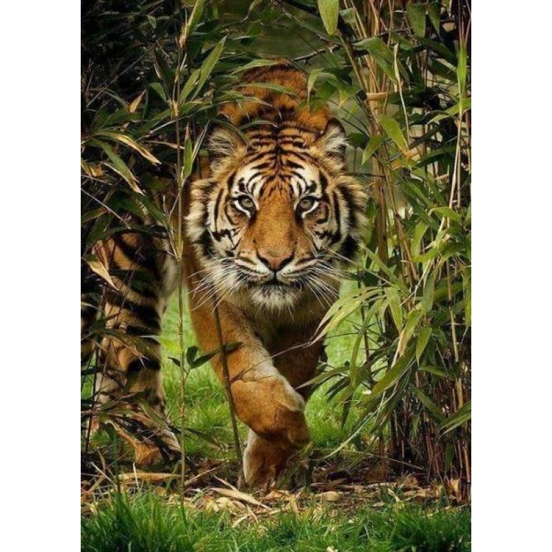 Tiger Running Out of...