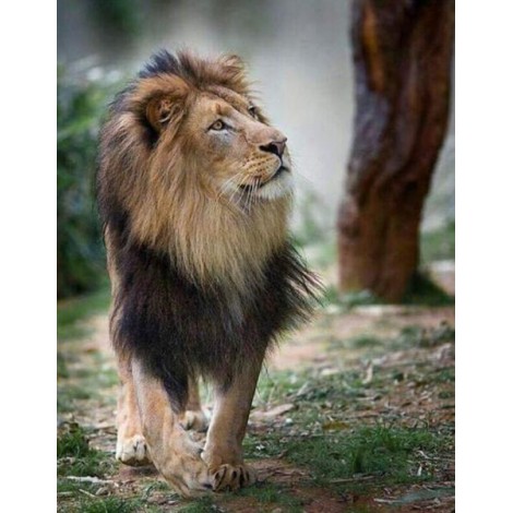 Beautiful Lion with Long Hair