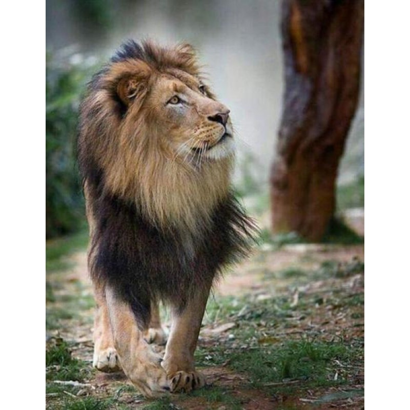 Beautiful Lion with ...