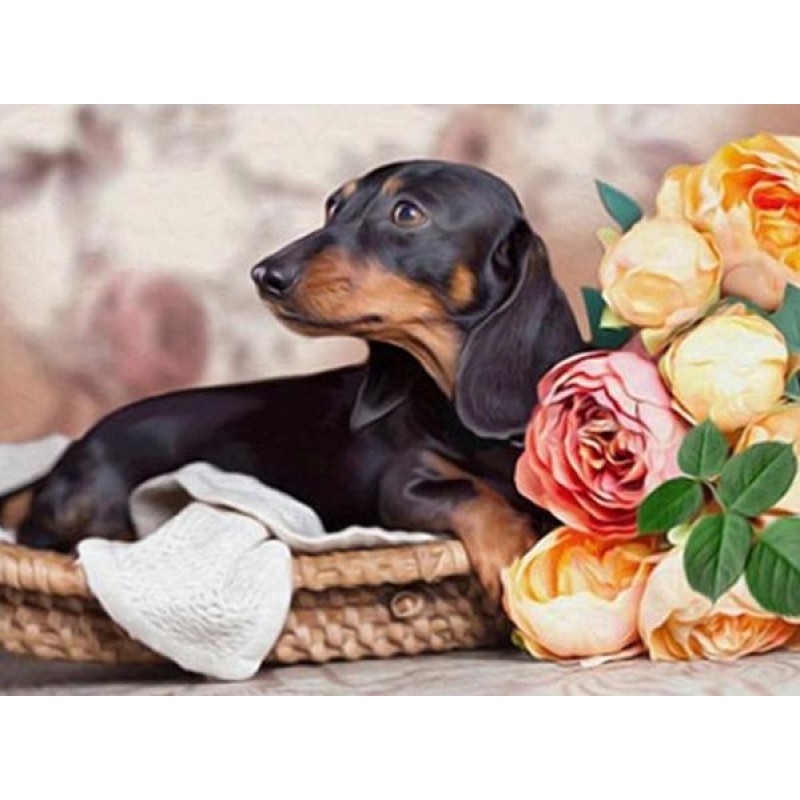 Dachshund & Flow...