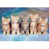 Cute Group of Cats Diamond Painting