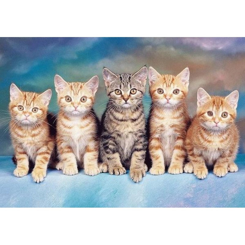 Cute Group of Cats D...