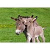 Baby Donkey with Mother