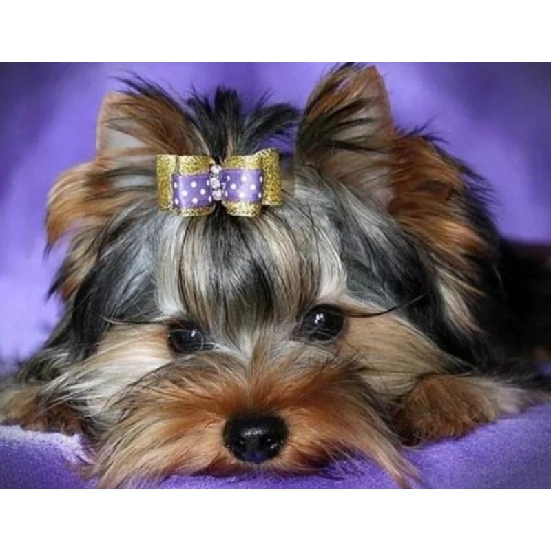 Yorkshire Terrier - ...