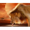 African Lion Drinking Water