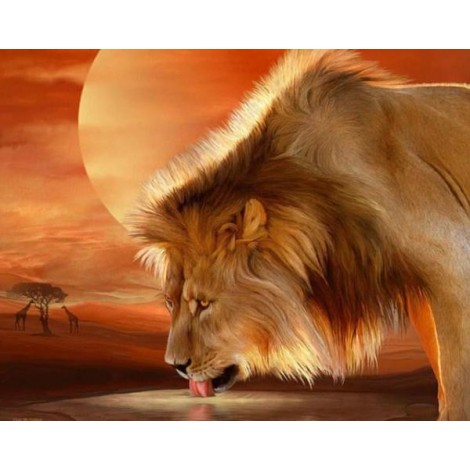 African Lion Drinking Water