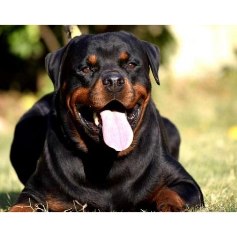 Rottweiler Yawning - Diamond Painting