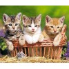Three Lovely Kittens - Paint with Diamonds