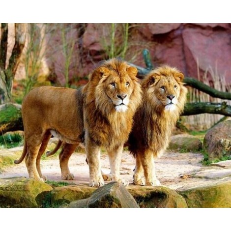 Mighty Lions - Paint by Diamonds