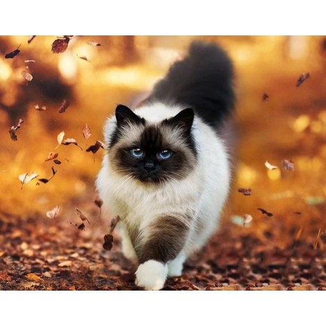 Long Haired Siamese Cat