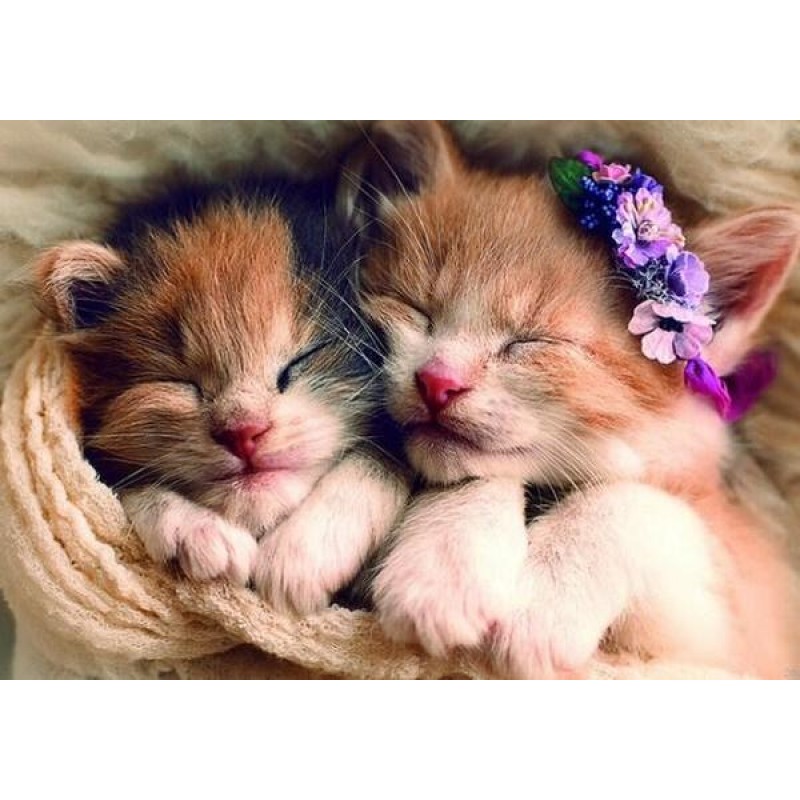 Sleeping Cute Kitten...
