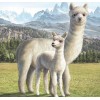 Llama - Paint by Diamonds