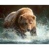 Bear Running in the Water