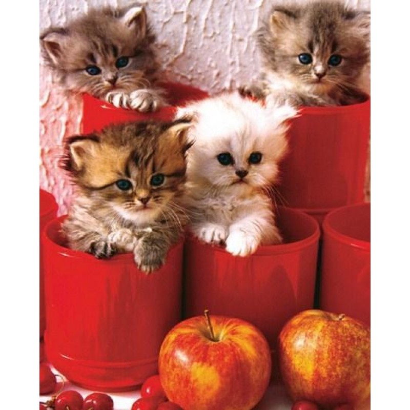 Kittens & Apples...