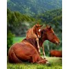 Baby Horse with Mare