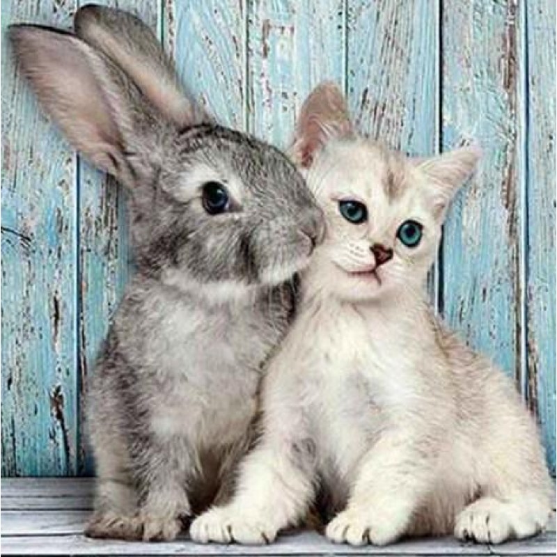Cat & Rabbit DIY...