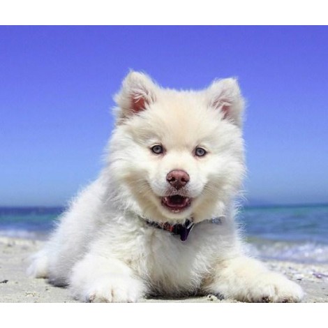 Adorable Puppy on the Beach